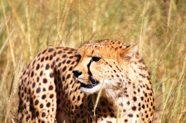 Cheetah Het Wild Namibië — Stockfoto