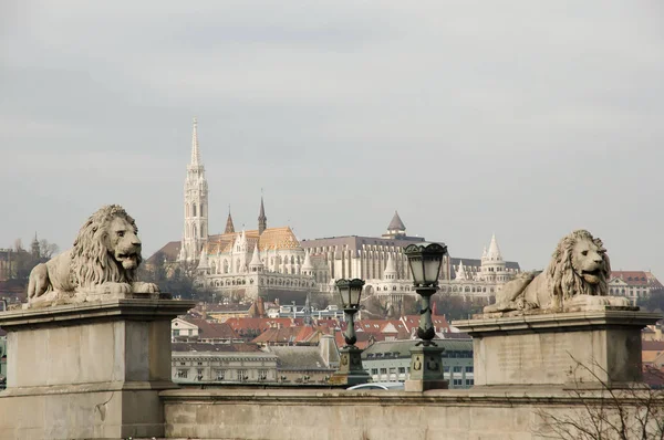 Estátuas Leão Chain Bridge Budapeste Hungria — Fotografia de Stock