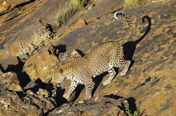 Afrikai Leopárd Vadonban Namíbia — Stock Fotó
