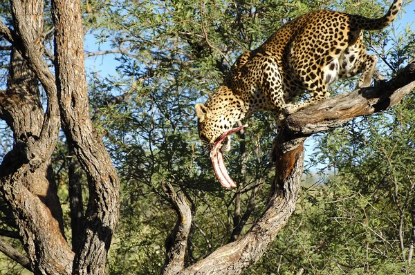 Африканский Леопард Дикой Природе Намибия — стоковое фото