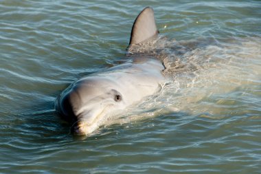 Vahşi yunus - Monkey Mia - Avustralya