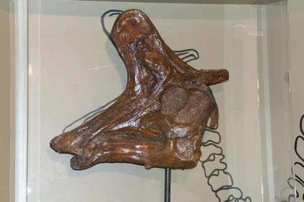 Lambeosaurus Calavera Exhibición — Foto de Stock