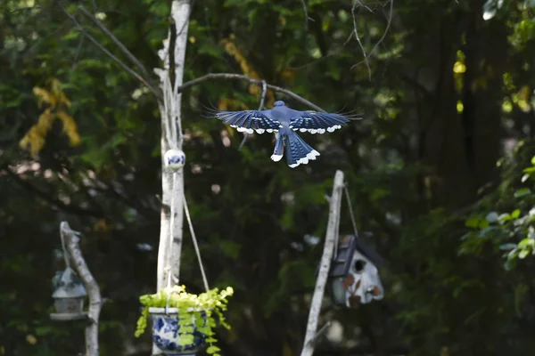 Blue Jay Volo — Foto Stock