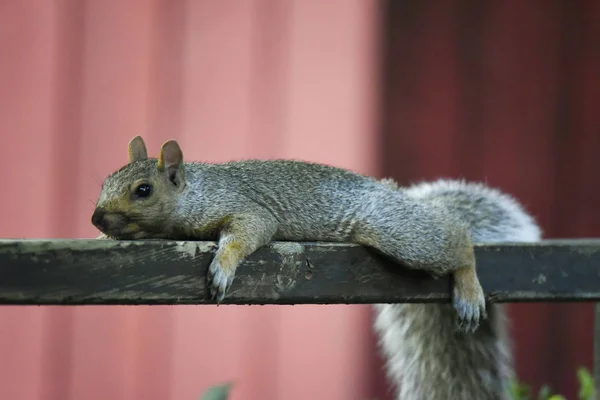 게으른 다람쥐 프레임에 — 스톡 사진