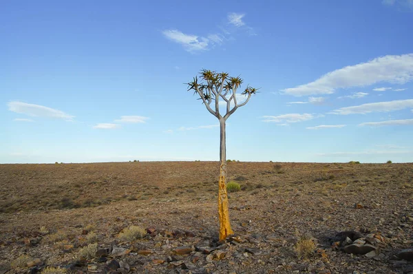 Quiver Tree Het Dorre Land Namibië — Stockfoto