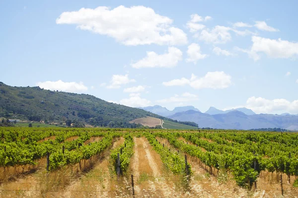 Szőlő Stellenbosch Dél Afrikai Köztársaság — Stock Fotó