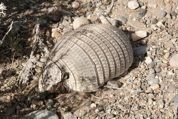 Armadillo Patagonia Argentina — Foto de Stock