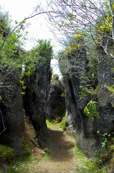 Roccia Vulcanica Isola Floreana Galapagos — Foto Stock