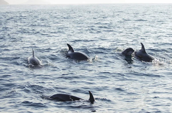 Delfines Galápagos Ecuador —  Fotos de Stock