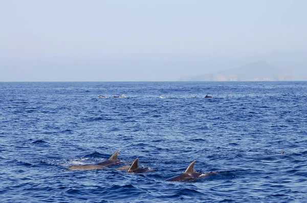 Golfinhos Galápagos Equador — Fotografia de Stock