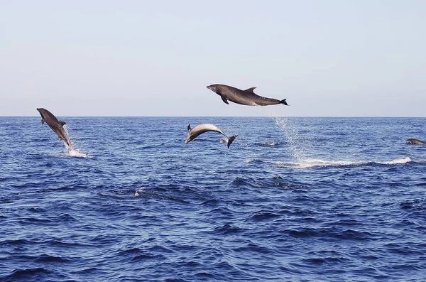 Golfinhos Saltadores Galápagos Equador — Fotografia de Stock