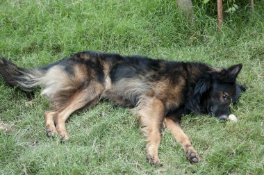 Belçika çoban köpeği (Tervuren)