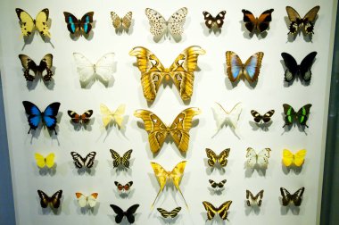Kelebek türleri