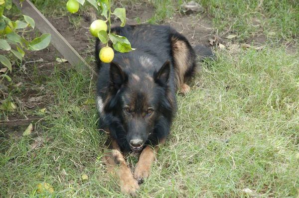 比利时牧羊犬 特弗伦 — 图库照片