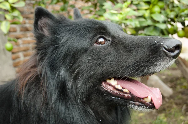 Cão Pastor Belga Groenenendael — Fotografia de Stock