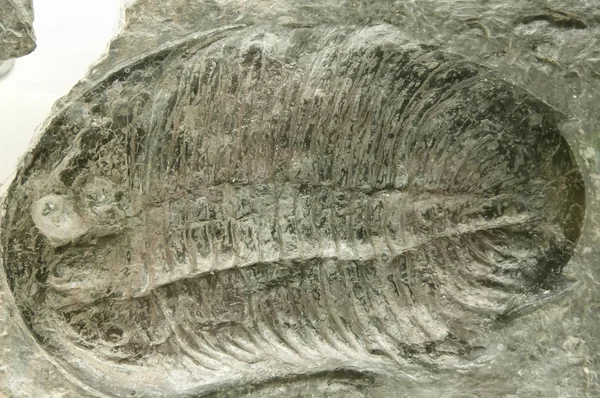 Förhistoriska Trilobite Fossila Täckt Rock — Stockfoto