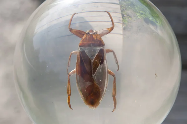 Giant Water Bug in Glass