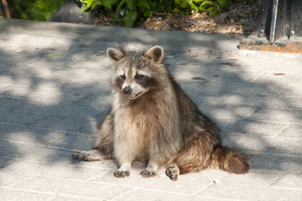 Mapache Sentado Montreal Canadá — Foto de Stock