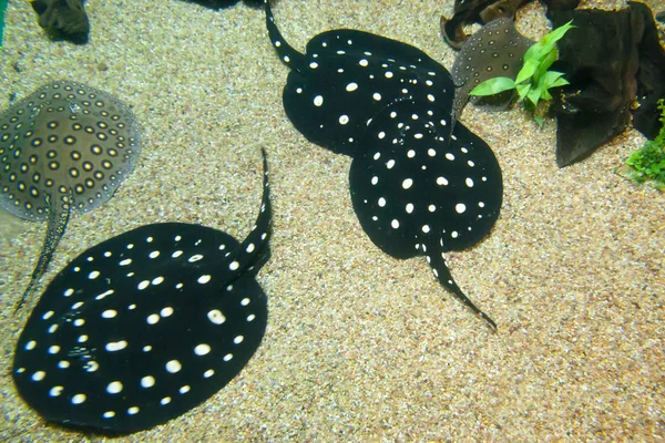 Black Diamond Pijlstaartroggen Het Aquarium — Stockfoto
