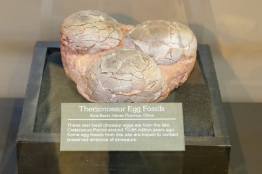 Fossil of Dinosaur Eggs clipart