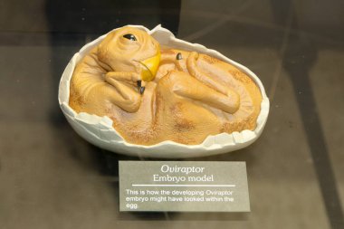 Dinozor embriyo yumurta çoğaltma