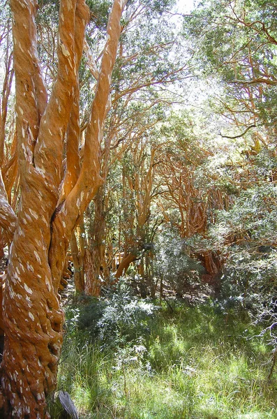 Alberi Arrayan Neuquen Argentina — Foto Stock