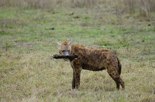 Gespot Hyena Ngorongoro Crater Tanzania — Stockfoto