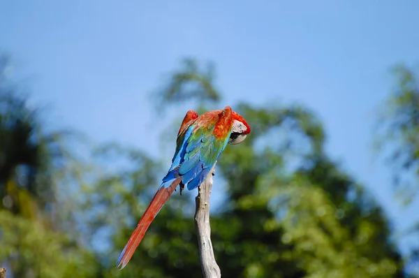 Plumage Aras Coloré Venezuela — Photo