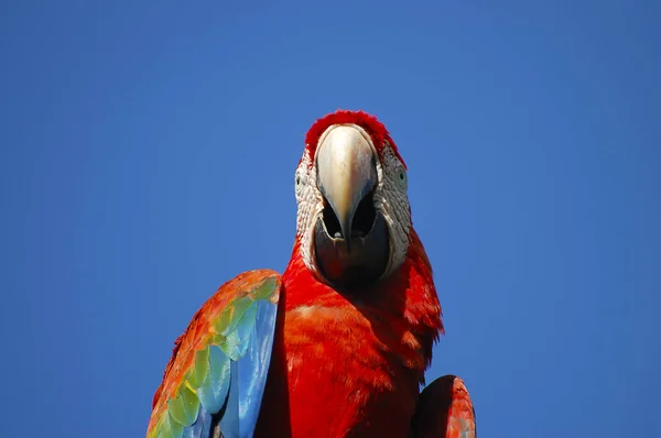 Plomado Colorido Guacamayo Venezuela —  Fotos de Stock