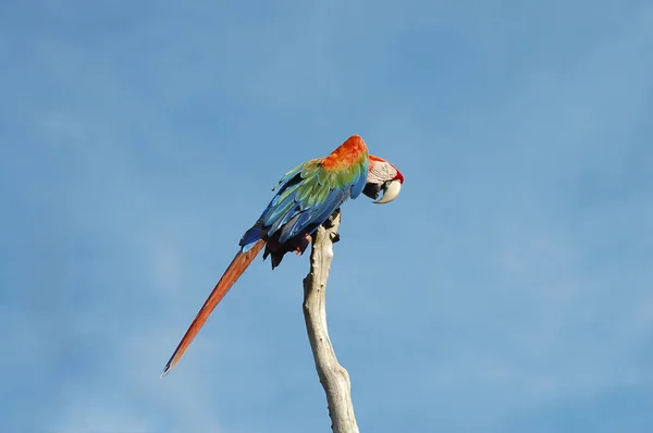 Plomado Colorido Guacamayo Venezuela —  Fotos de Stock