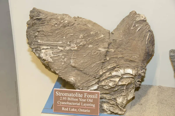 Fósil Estromatolita Exhibición — Foto de Stock