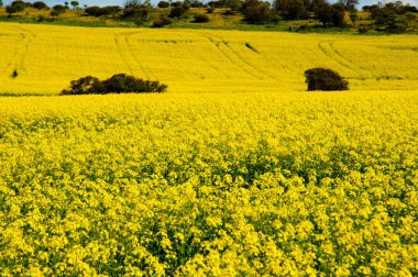 Kolza tohumu alan Orta Batı - Batı Avustralya