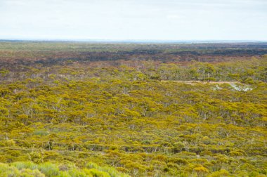 Great Western Woodlands - Avustralya