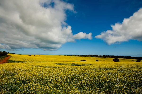 Rapeseed Field Mid West Western Australia — Stock Photo, Image