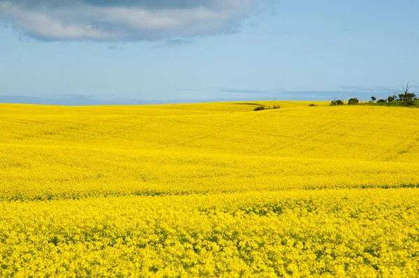 Rapeseed Field Mid West Western Australia — Stock Photo, Image