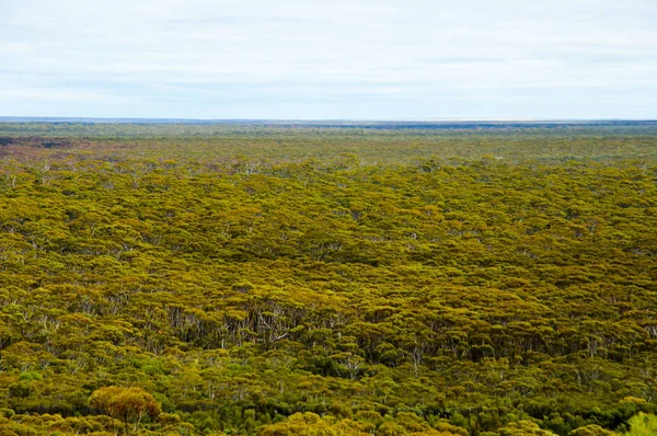 Great Western Woodlands Australië — Stockfoto