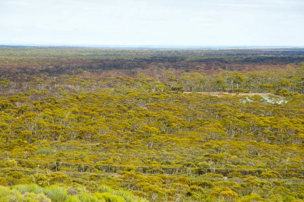 Великий Західний Woodlands Австралії — стокове фото