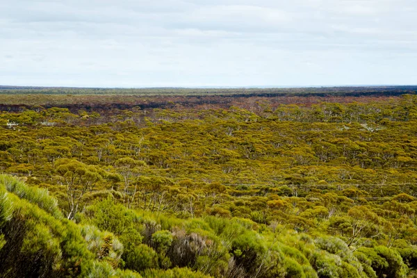 Great Western Woodlands Australië — Stockfoto