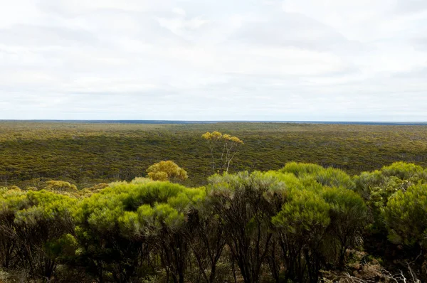 Great Western Woodlands Αυστραλία — Φωτογραφία Αρχείου