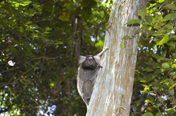 Scimmia Sagui Rio Janeiro Brasile — Foto Stock