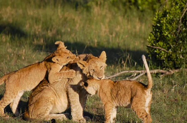 Leeuwenwelpen Met Moeder Masai Mara Kenia — Stockfoto