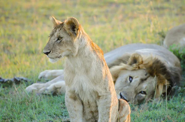 Leeuw Leeuwin Masai Mara Kenia — Stockfoto