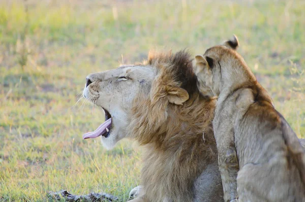 Leeuw Leeuwin Masai Mara Kenia — Stockfoto