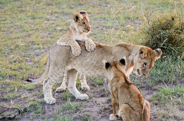 Leeuwenwelpen Met Moeder Masai Mara Kenia — Stockfoto