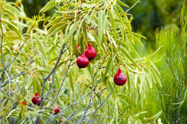 Outback çöl Quandong bitki