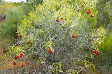 Outback çöl Quandong bitki