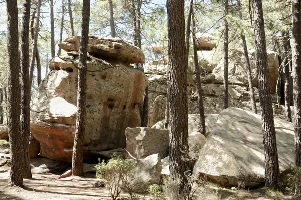 Rodeno Pine Forest Spanje — Stockfoto
