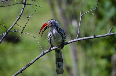 Kırmızı gagalı kartallar - Chobe Ulusal Park - Botsvana