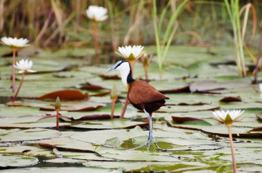 Afrikalı Jacana - Chobe Ulusal Parkı - Botswana