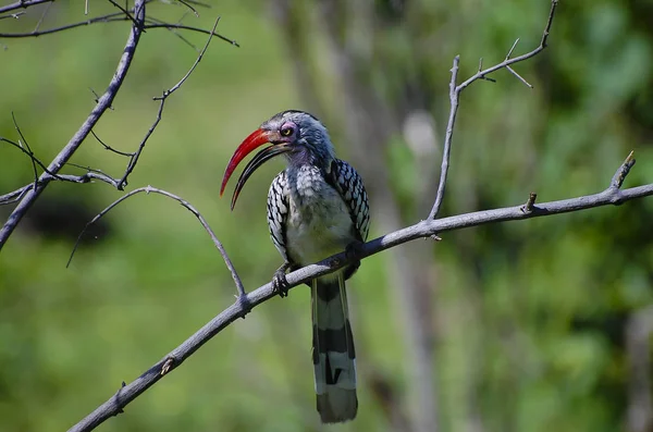 Hornbill Faturado Vermelho Chobe National Park Botsuana — Fotografia de Stock